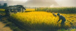 Mai-Chau-in-harvesting-seasons_1